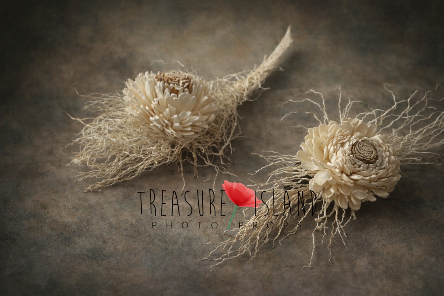 Dried sola wood flowers newborn photography props on fine art background, neutral beige tones, organic botanical styling
